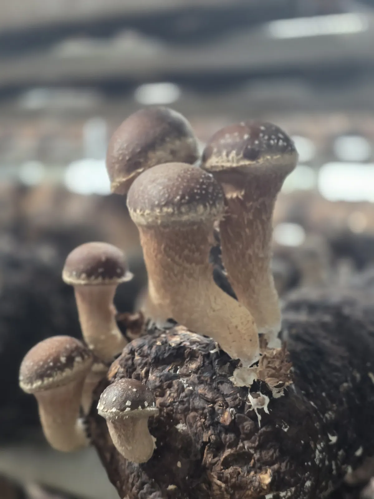 참송이버섯 재배 현장