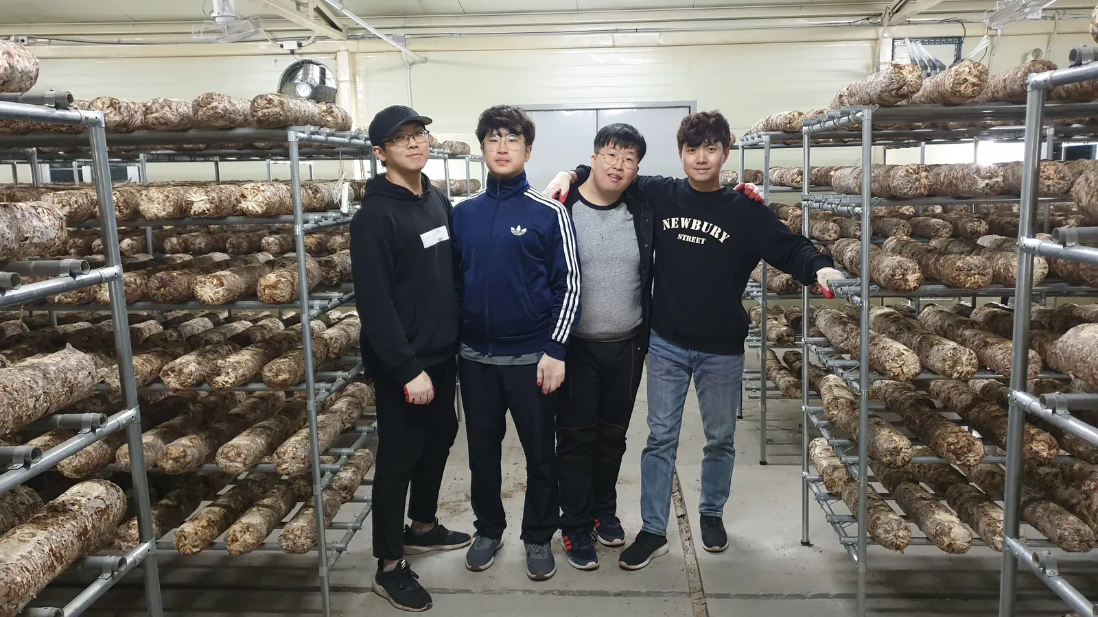참송이버섯 재배 현장
